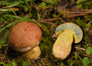 Blauender Königsröhrling (Butyriboletus fuscoroseus) - © Heinz Prelicz